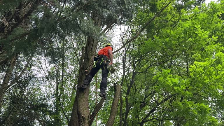 How Our Tree Care Process Works  in Bonners Ferry, ID